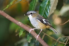 Gray-headed Robin